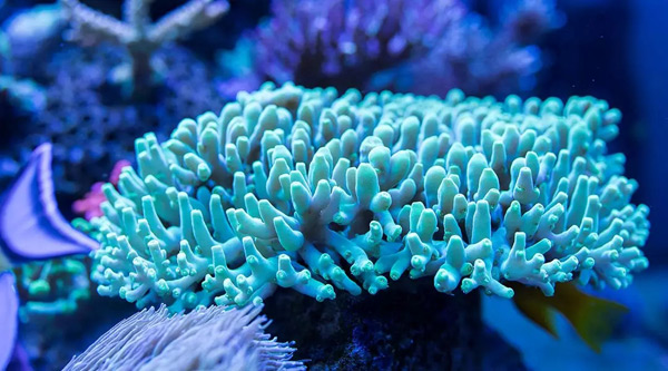 海藻.jpg 海藻.jpg